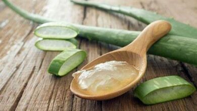 11 types of natural ingredients that can be used for skin care Illustration of Aloe Vera for beauty.