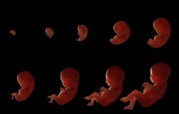 This is the development of the baby in the womb from week to week
